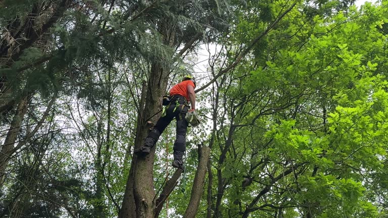 Best Emergency Tree Removal  in Whiteville, NC